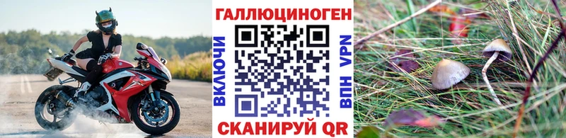 купить наркоту  Сорск  Псилоцибиновые грибы Psilocybine cubensis 